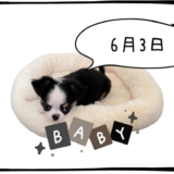 6月3日売買なし